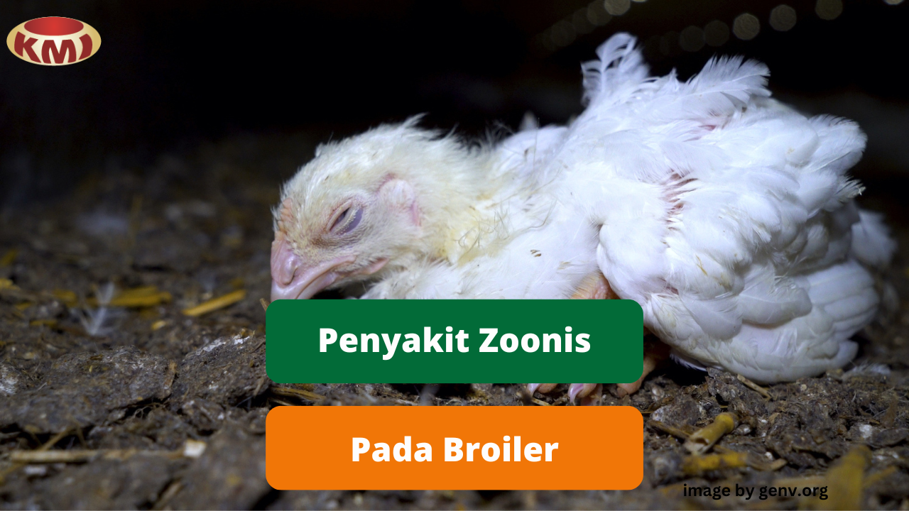 Ketahui Penyakit Zoonosis Pada Broiler